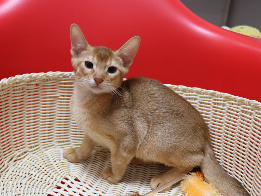 アビシニアンの子猫画像