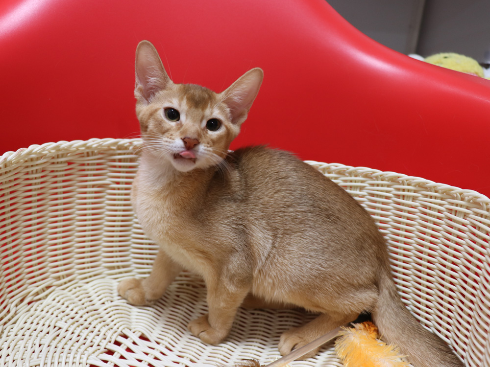 アビシニアンの子猫画像