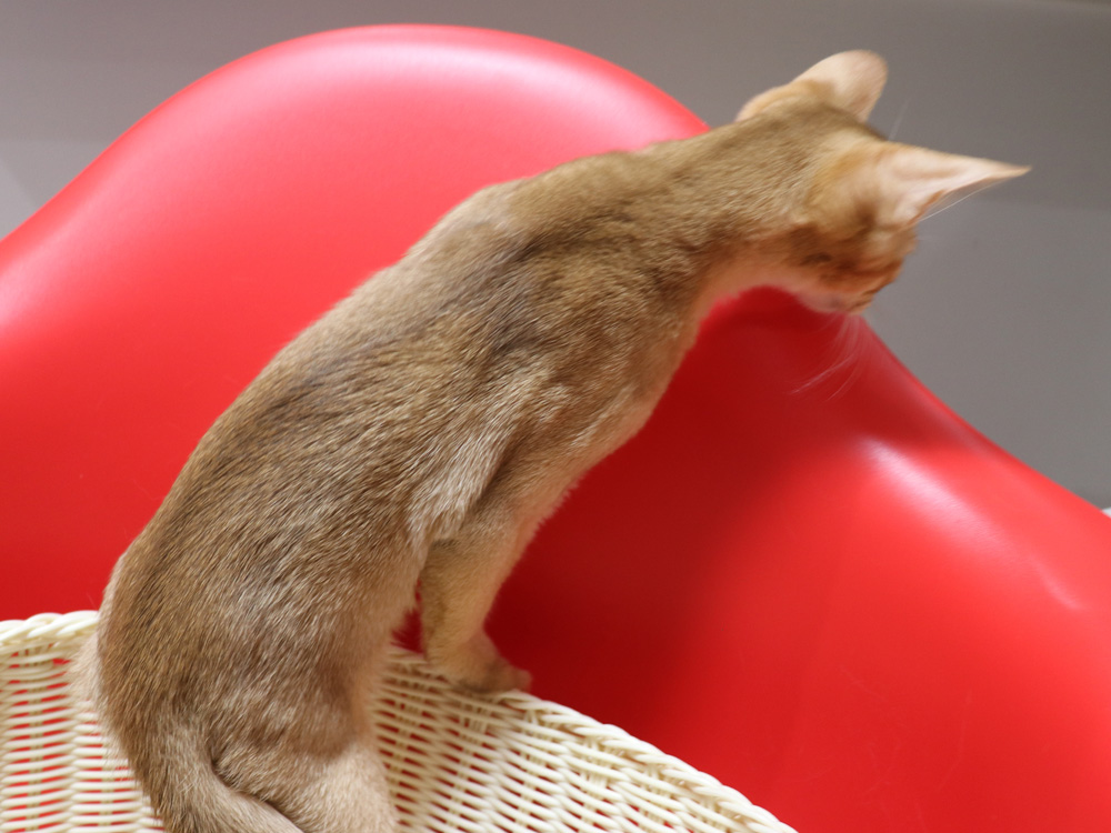 アビシニアンの子猫画像