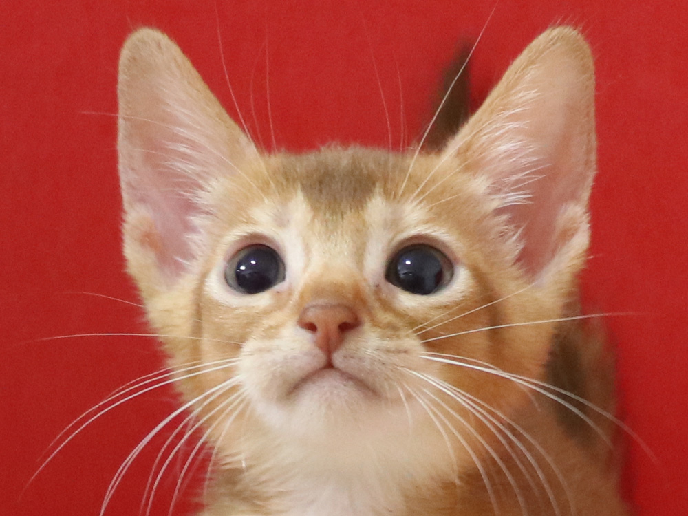 アビシニアンの子猫画像