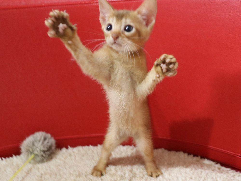 アビシニアンの子猫画像