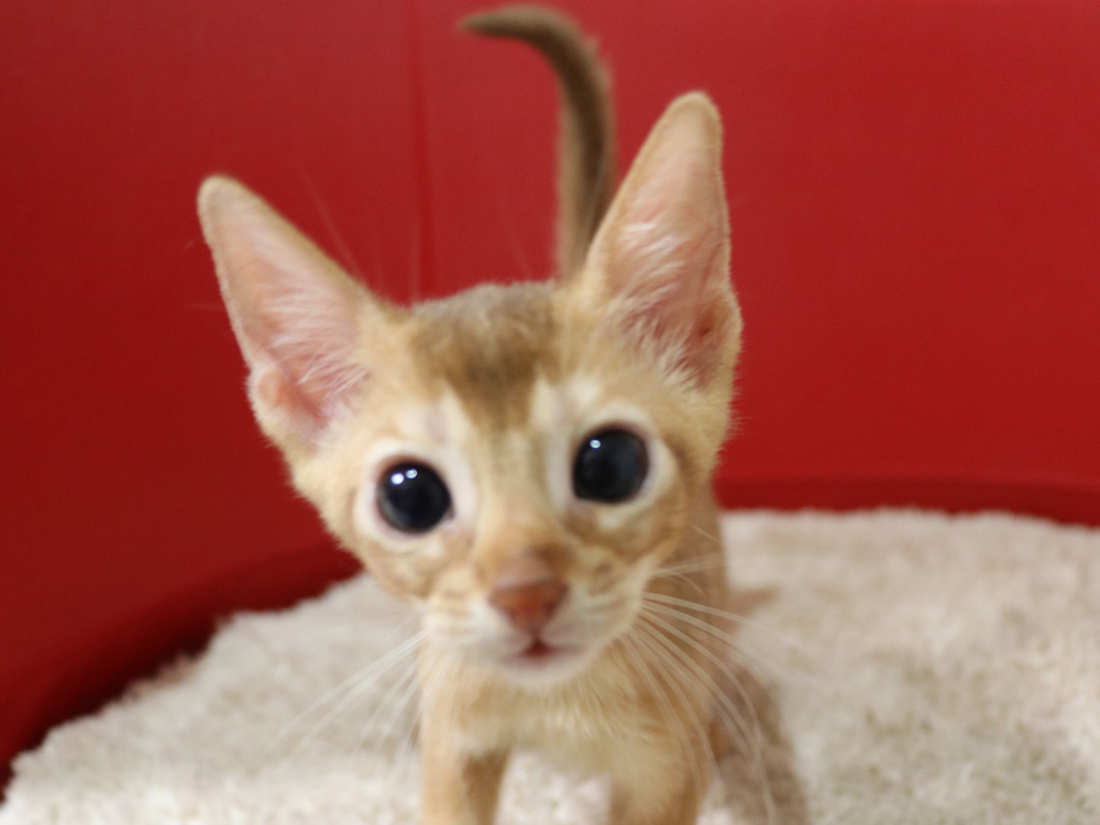 アビシニアンの子猫画像