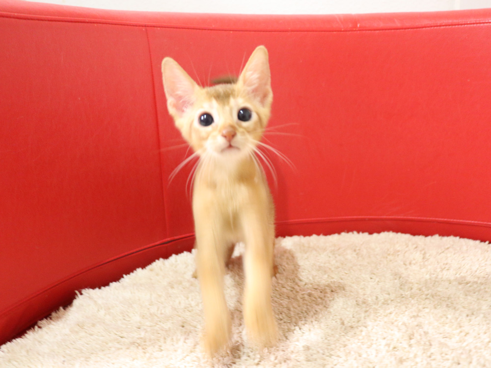 アビシニアンの子猫画像