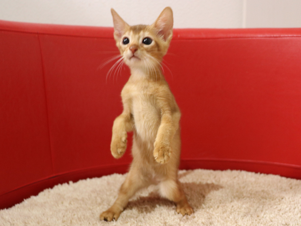 アビシニアンの子猫画像