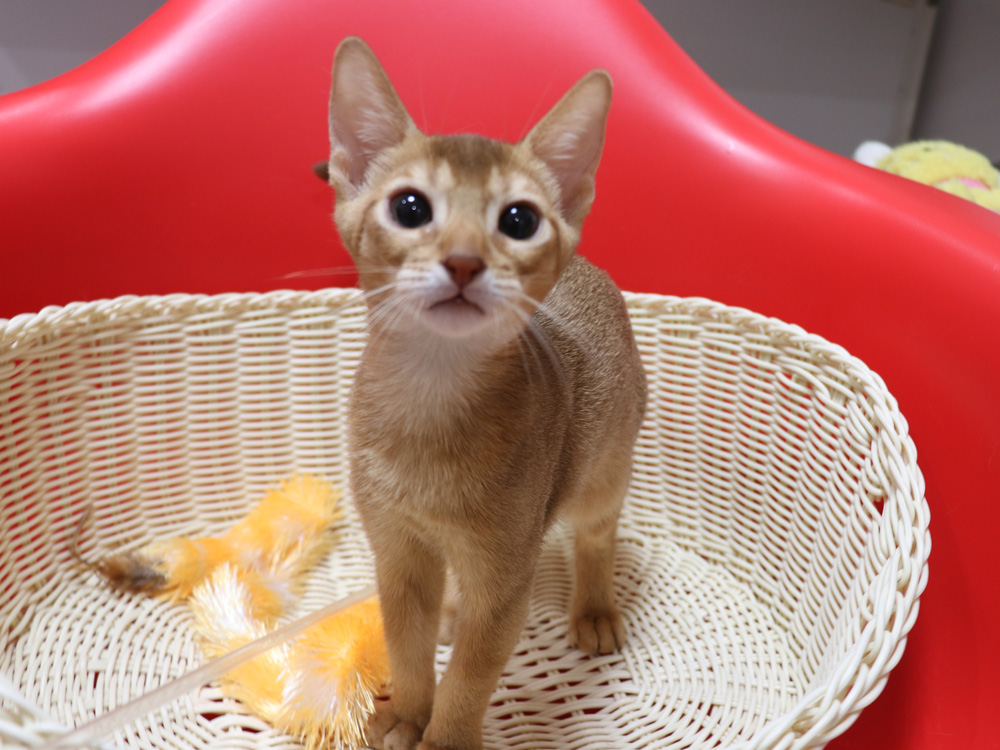 アビシニアンの子猫画像
