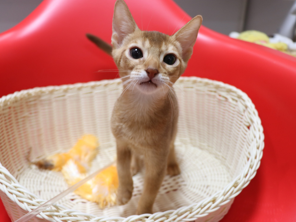 アビシニアンの子猫画像