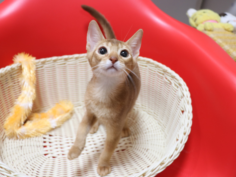 アビシニアンの子猫画像