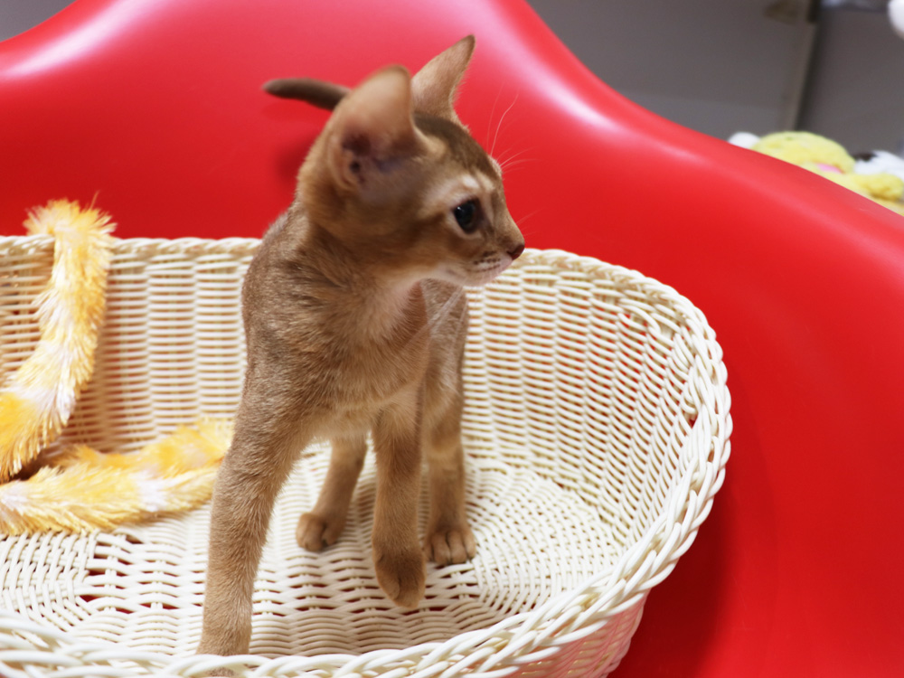 アビシニアンの子猫画像