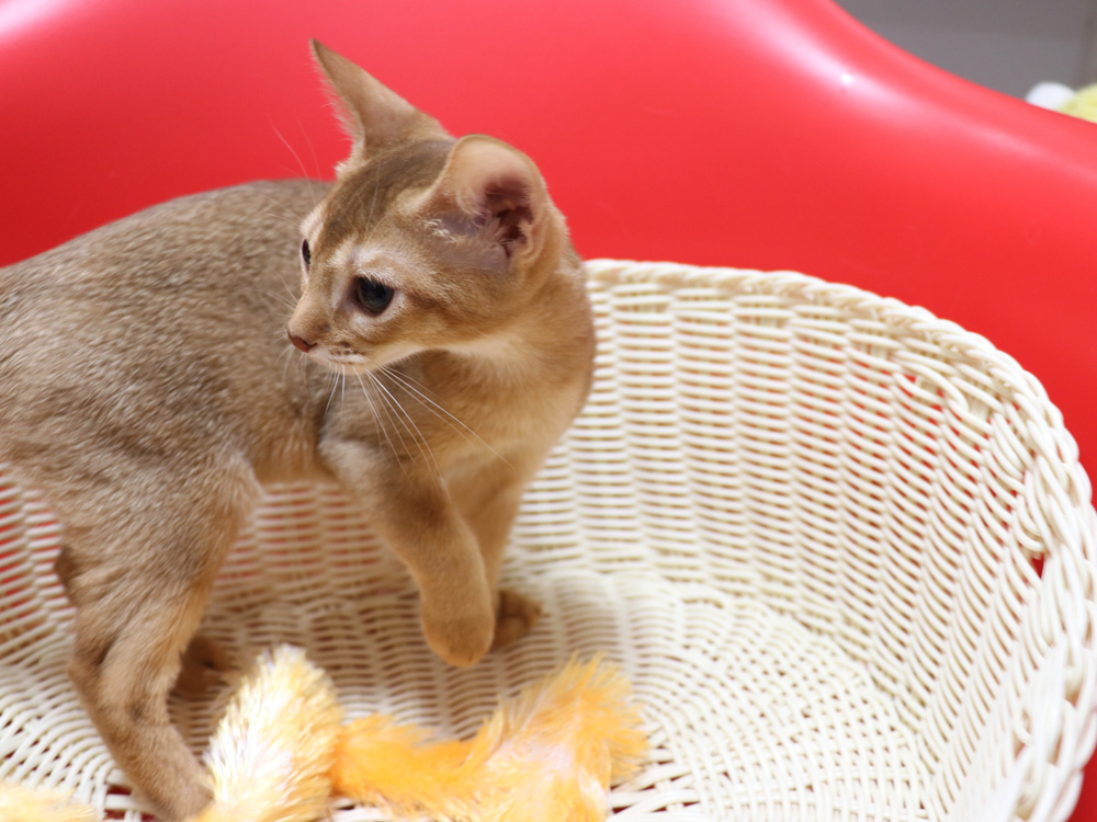アビシニアンの子猫画像
