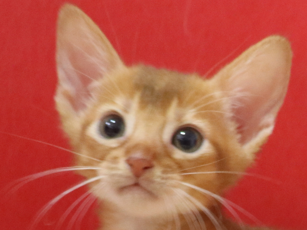 アビシニアンの子猫画像