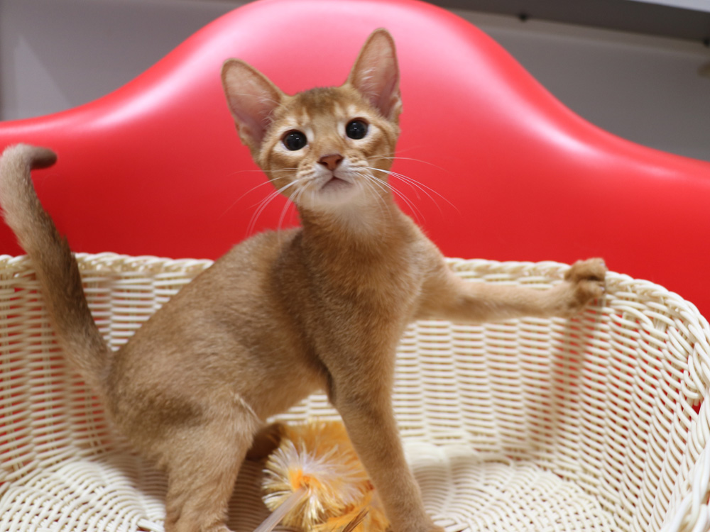 アビシニアンの子猫画像