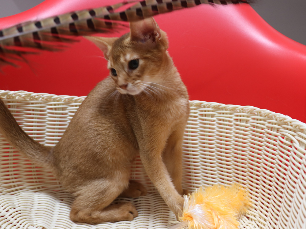 アビシニアンの子猫画像