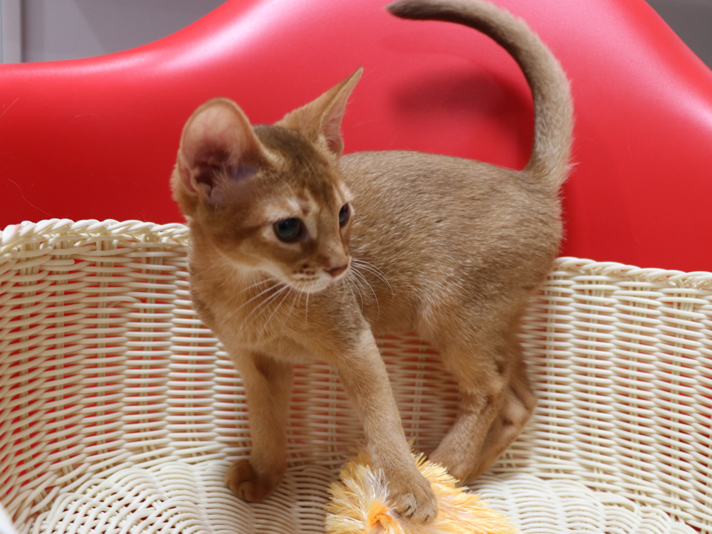 アビシニアンの子猫画像