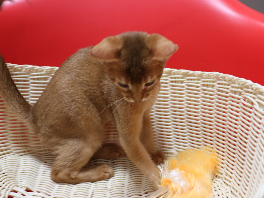 アビシニアンの子猫画像