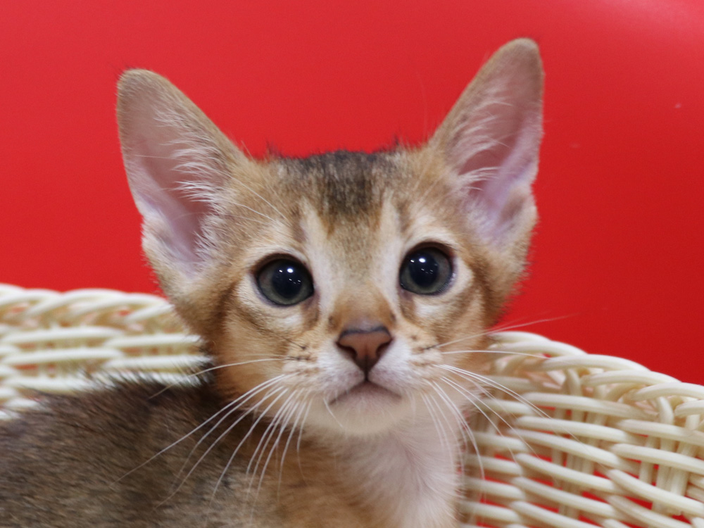アビシニアンの子猫画像