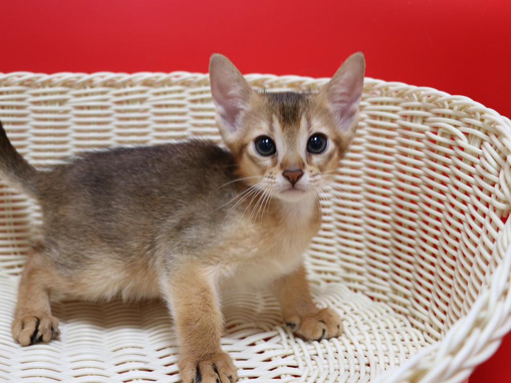 アビシニアンの子猫画像