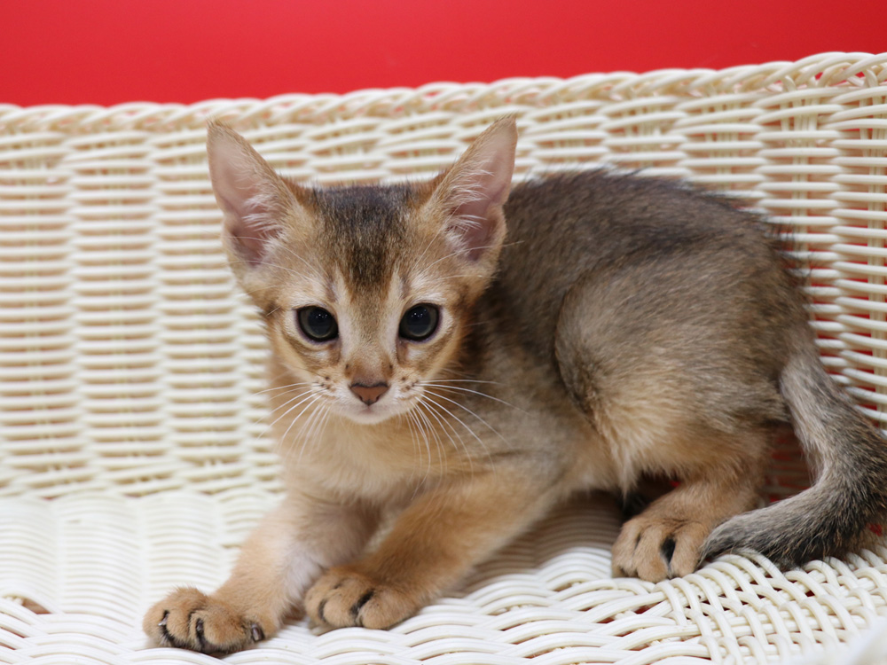 アビシニアンの子猫画像