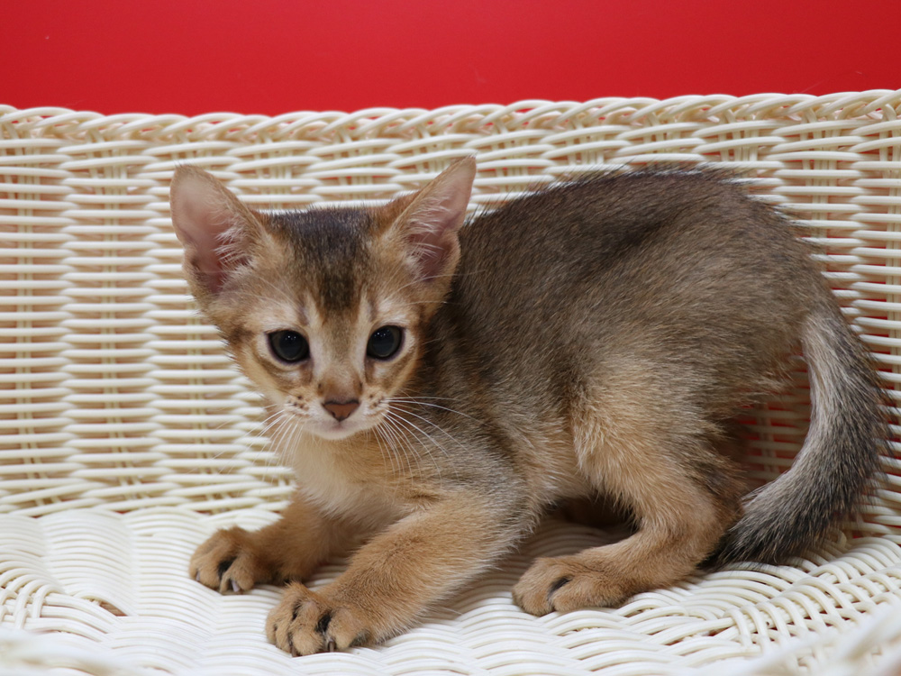 アビシニアンの子猫画像
