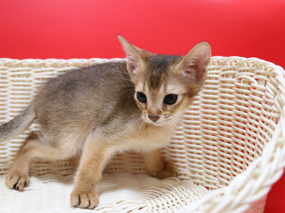 アビシニアンの子猫画像