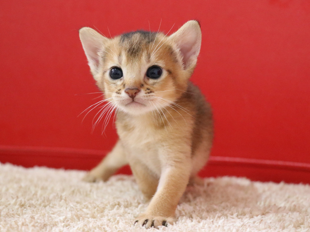 アビシニアンの子猫画像