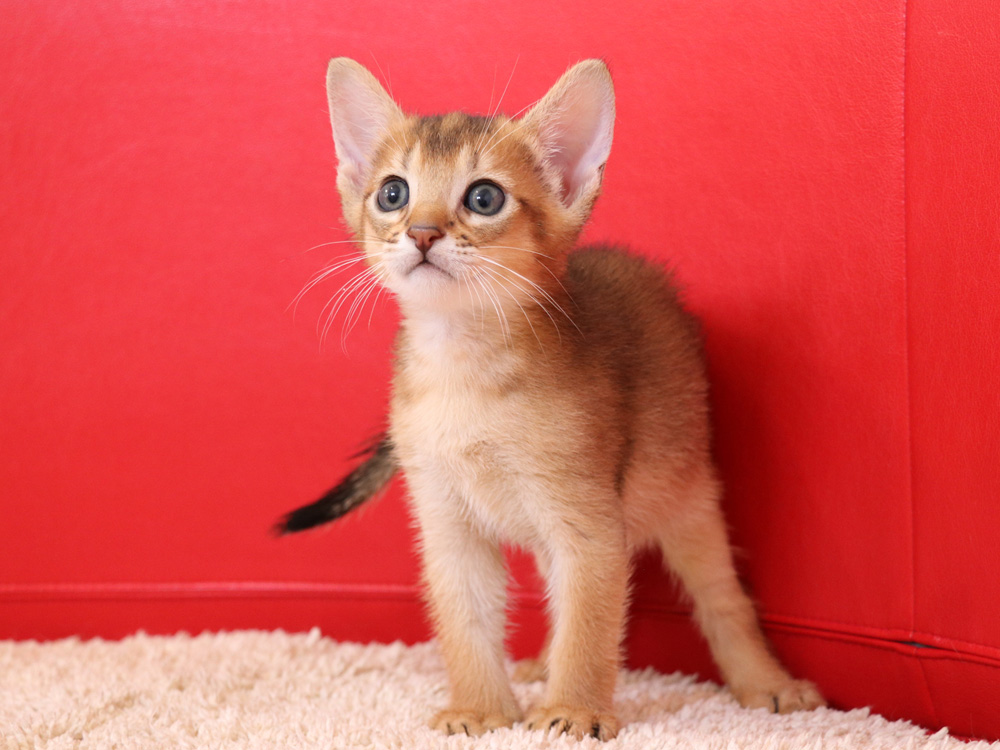 アビシニアンの子猫画像