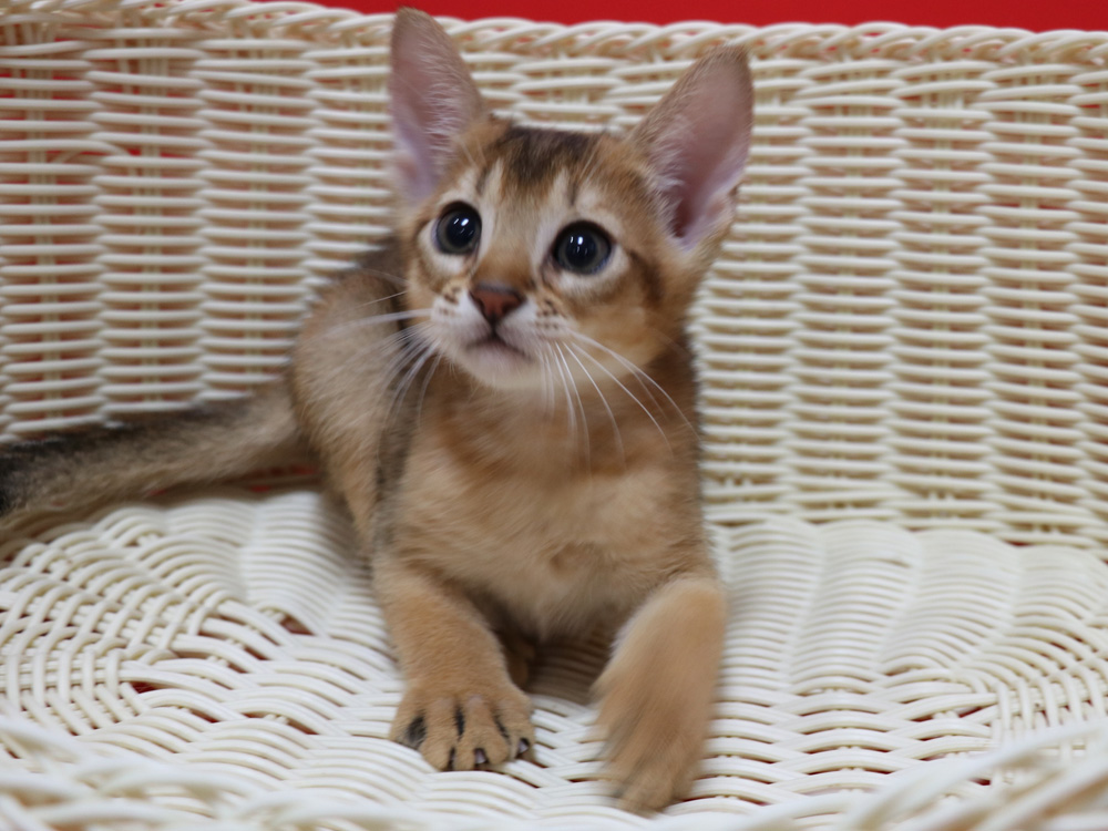 アビシニアンの子猫画像