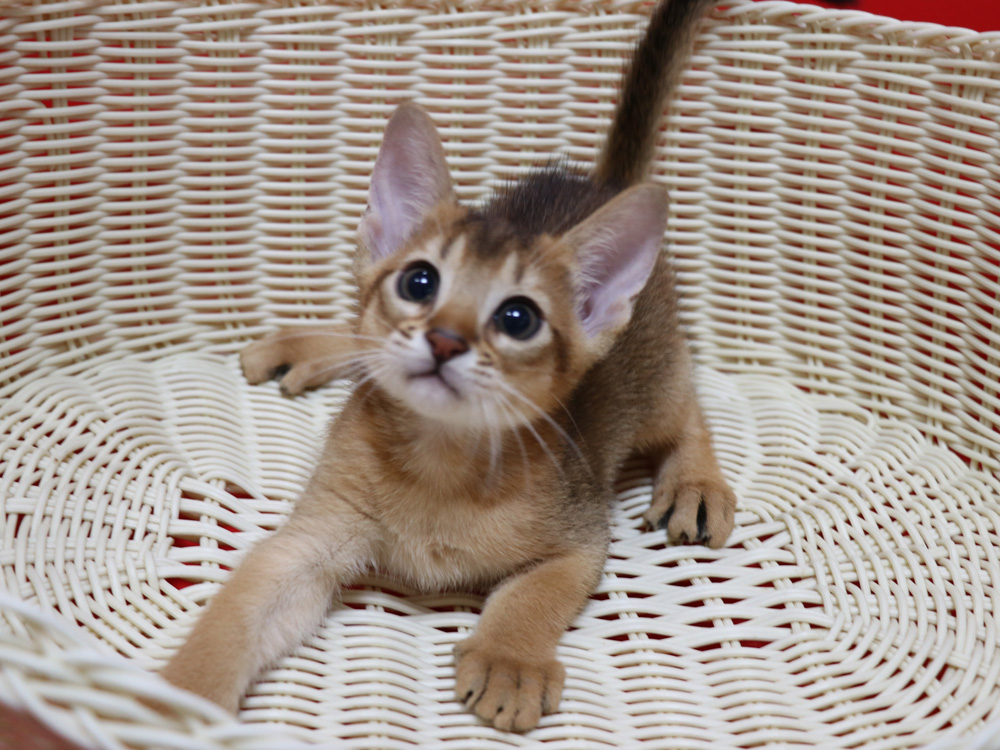 アビシニアンの子猫画像