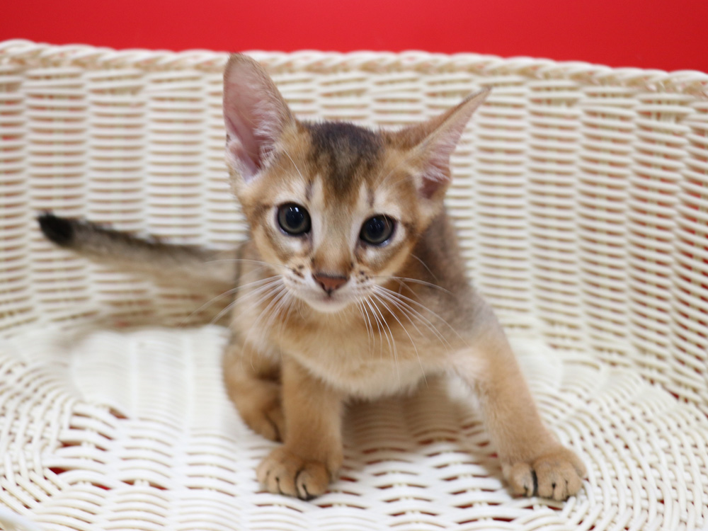 アビシニアンの子猫画像