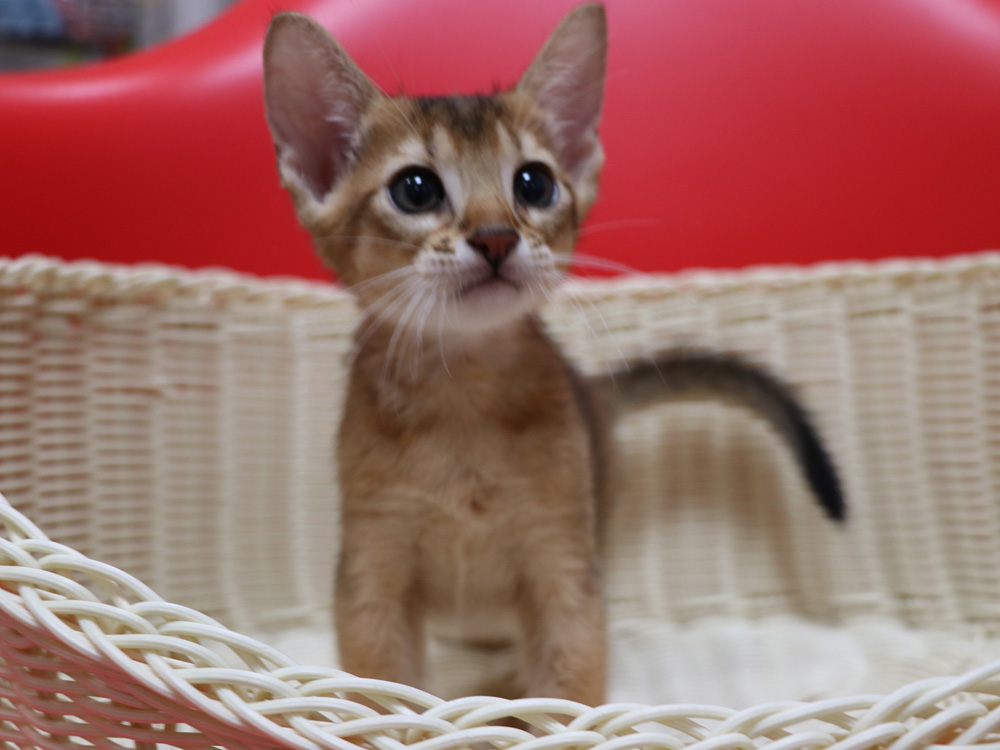 アビシニアンの子猫画像