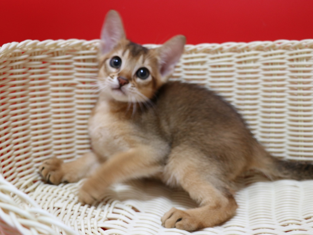 アビシニアンの子猫画像