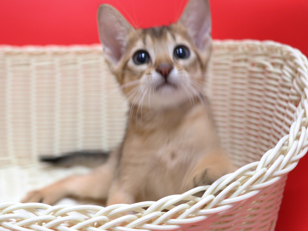 アビシニアンの子猫画像