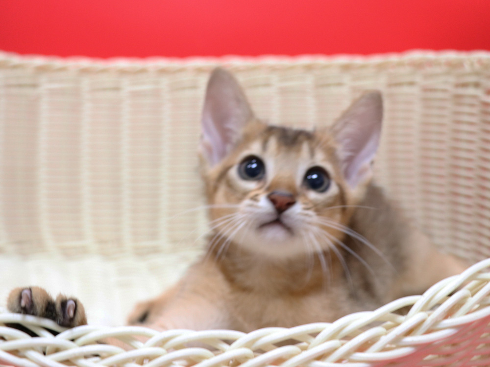 アビシニアンの子猫画像