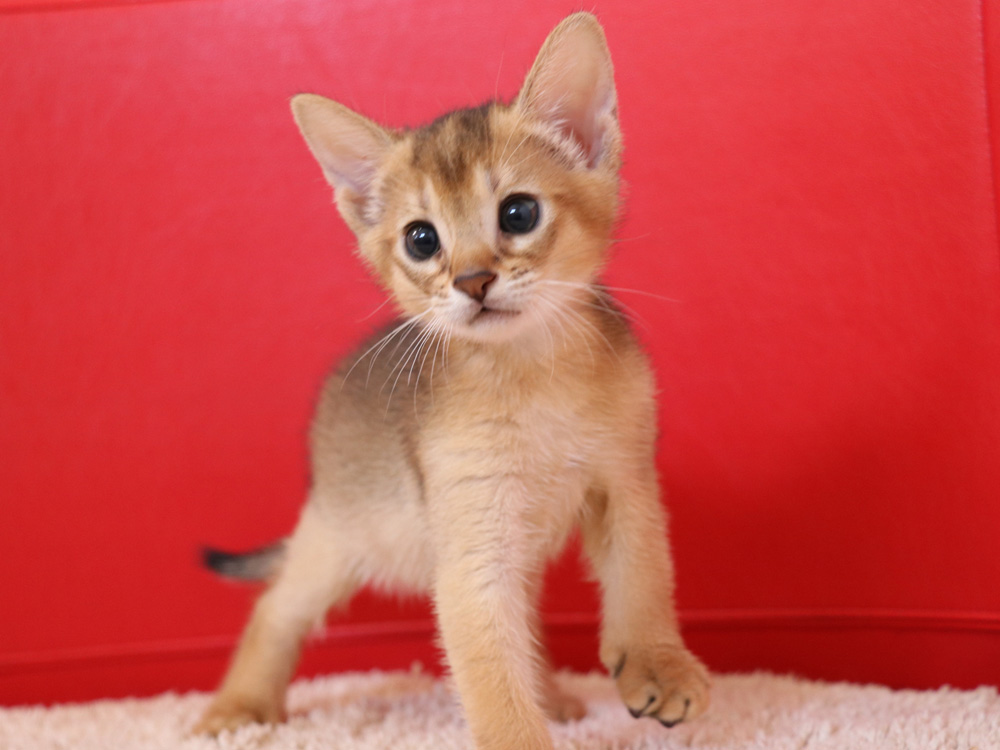 アビシニアンの子猫画像