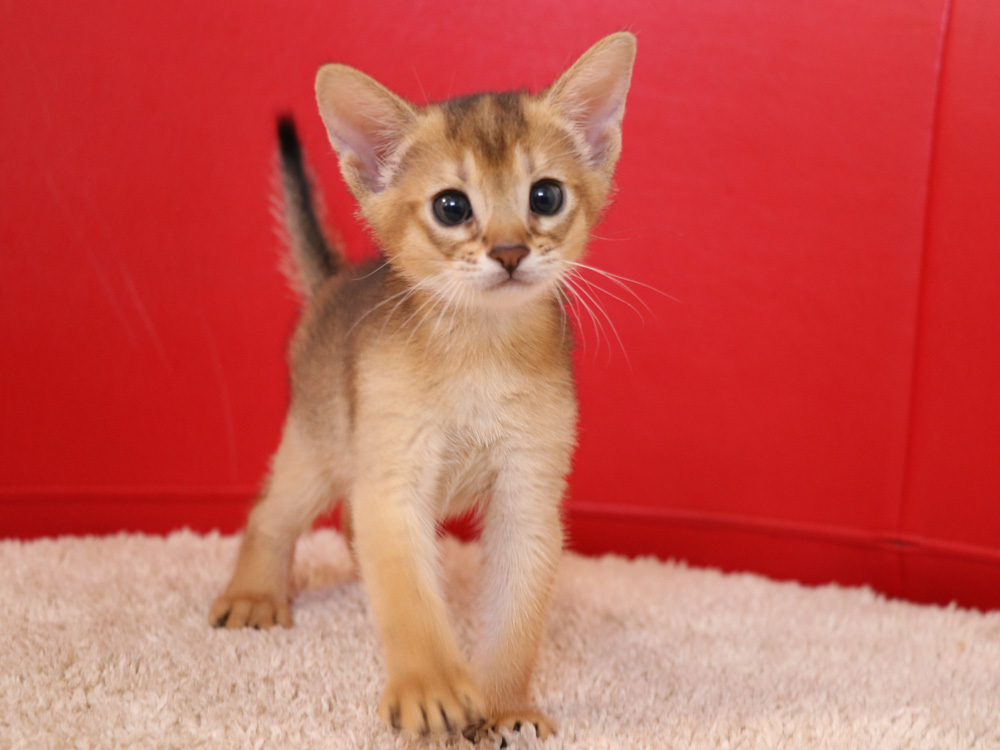 アビシニアンの子猫画像