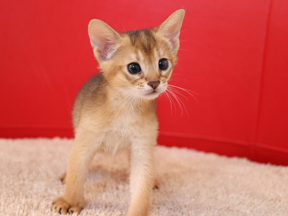 アビシニアンの子猫画像