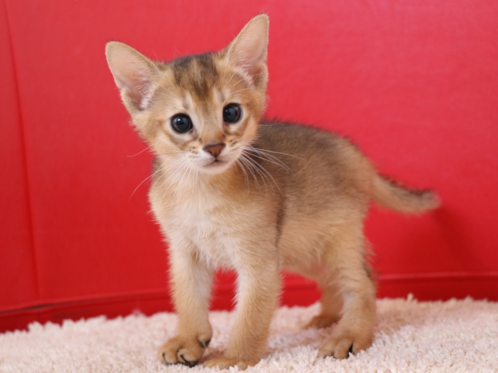アビシニアンの子猫画像
