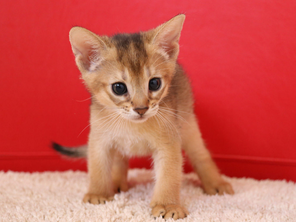 アビシニアンの子猫画像