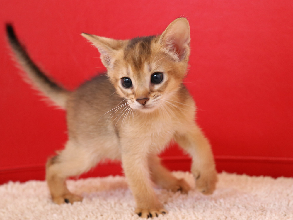 アビシニアンの子猫画像