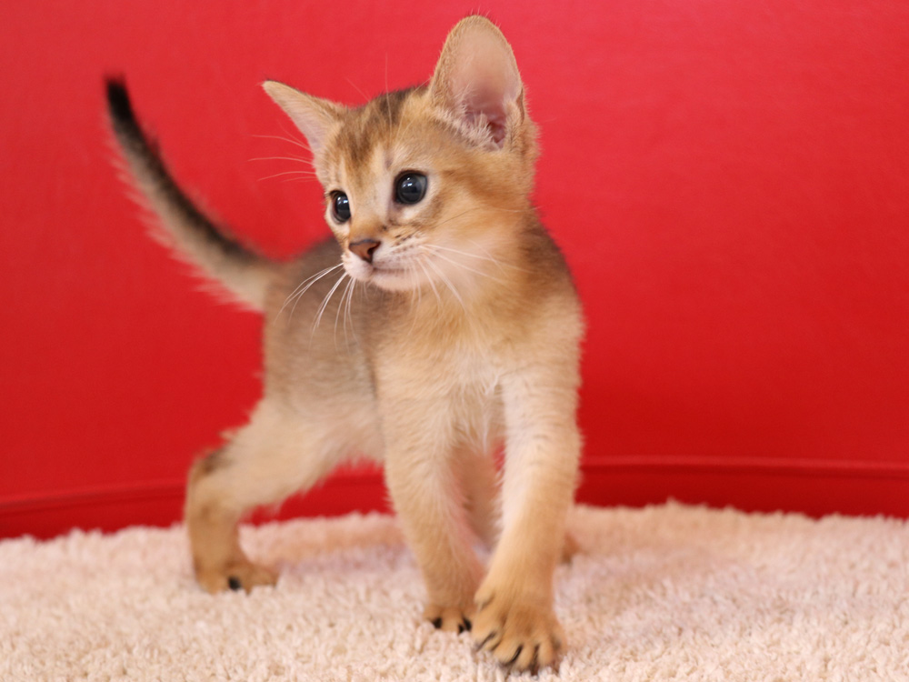 アビシニアンの子猫画像