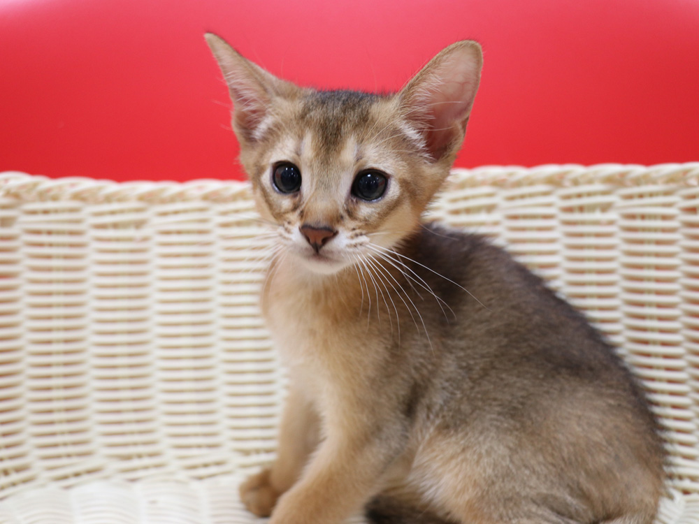 アビシニアンの子猫画像