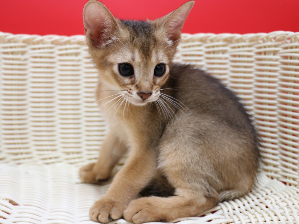 アビシニアンの子猫画像