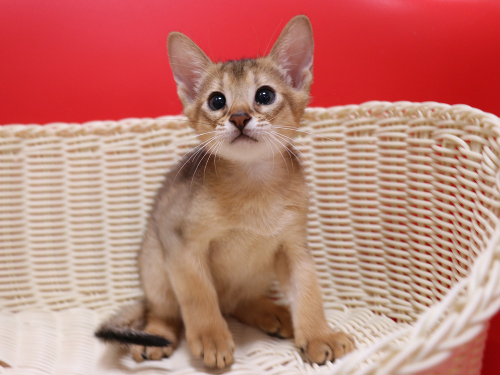 アビシニアンの子猫画像