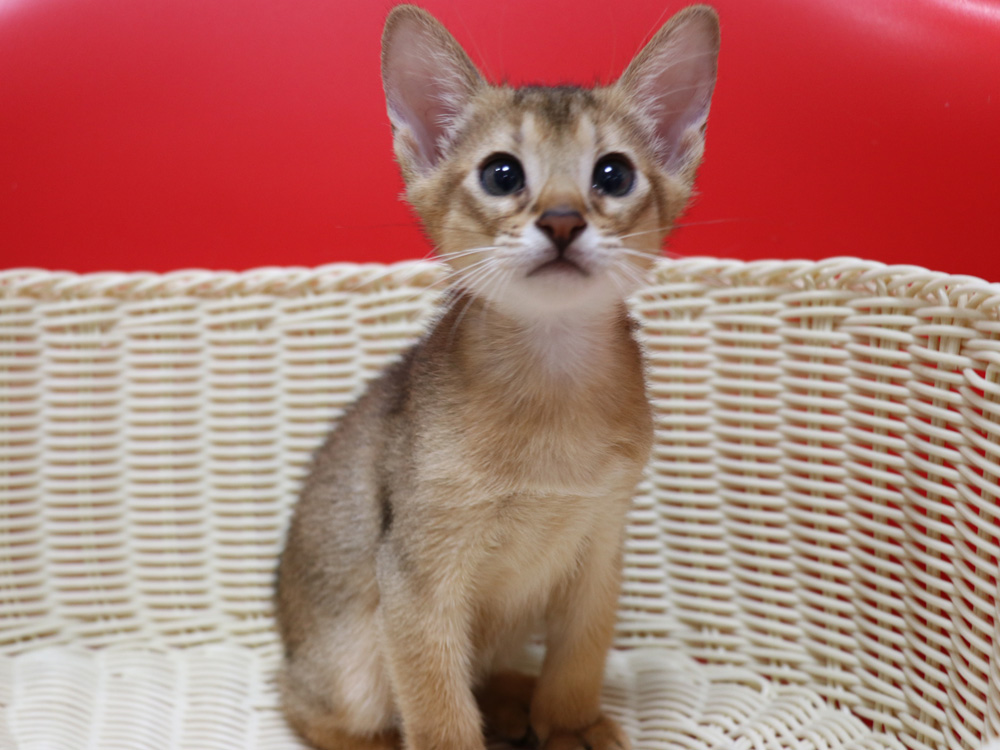 アビシニアンの子猫画像