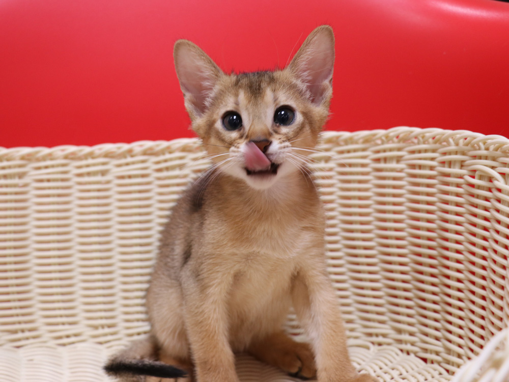 アビシニアンの子猫画像