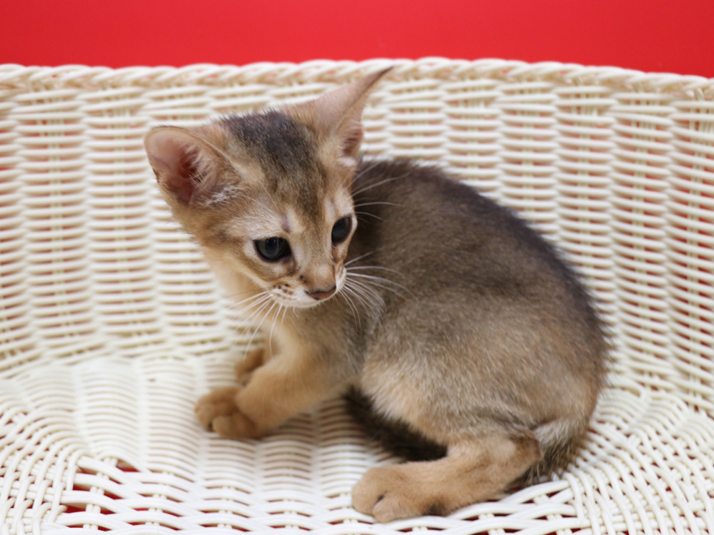 アビシニアンの子猫画像