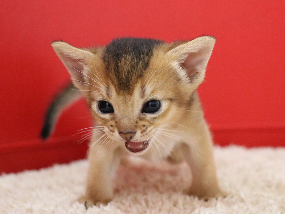 アビシニアンの子猫画像