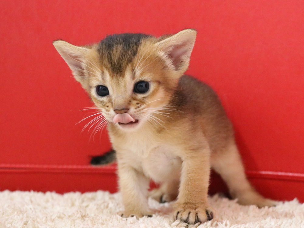 アビシニアンの子猫画像
