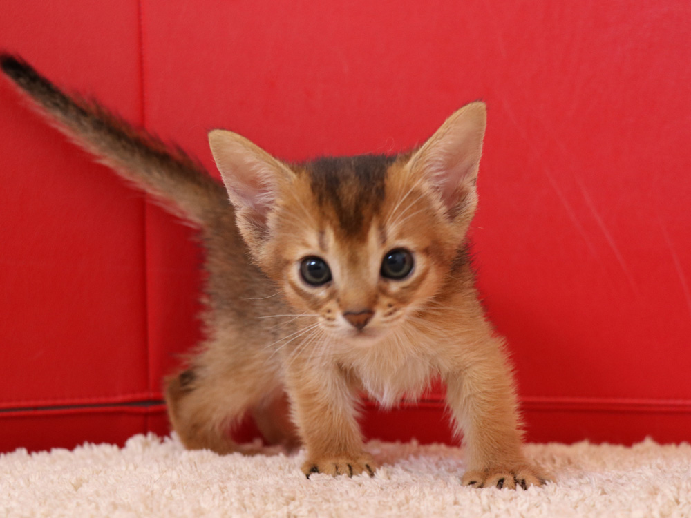 アビシニアンの子猫画像