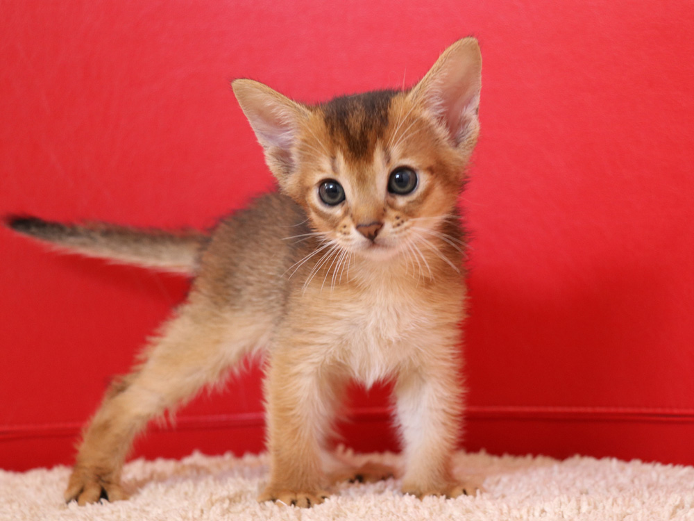 アビシニアンの子猫画像