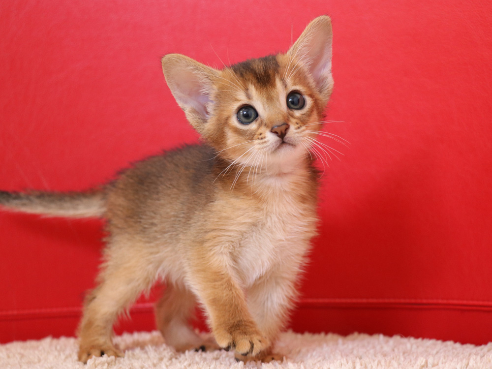アビシニアンの子猫画像